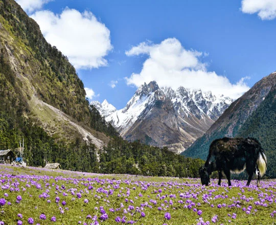 silk-route-puja-special-tour-package